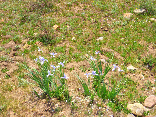 Wild Irises.